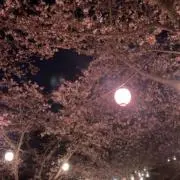 ゆの画像