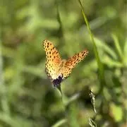ビリーの画像