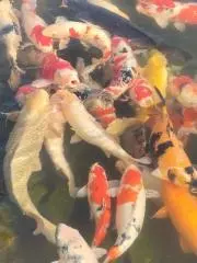 りょうの画像