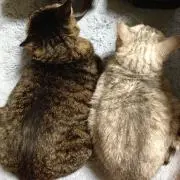 ミィ〜