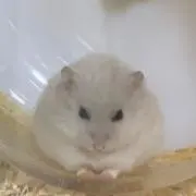 ハムちゃんの画像