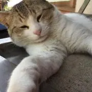 ミムラ