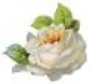 green【7月お休みしますプロフ必読】の画像