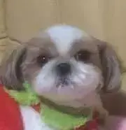 Image of スティンガー