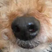 おデブちん