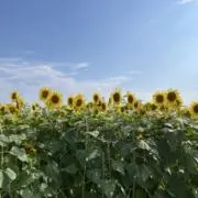 cの画像