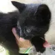 Sanboの画像