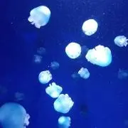 shikaの画像
