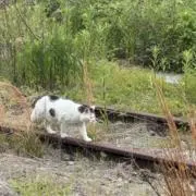 ももたんの画像
