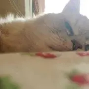 ぴょん