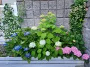 Miaの画像