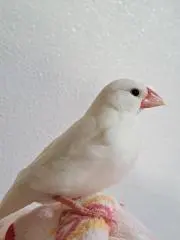 セラフィムの画像
