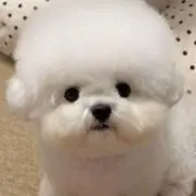 よちの画像