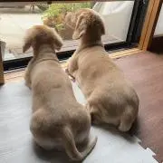 サスケU^ェ^U  即評価願い！！の画像