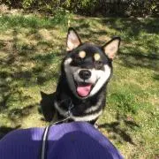 ぱなっぷの画像