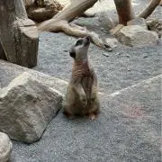 ttの画像