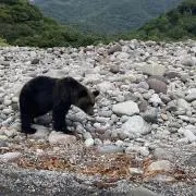 momoの画像