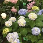 nonkoの画像