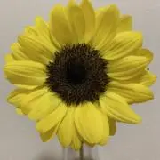しのの画像