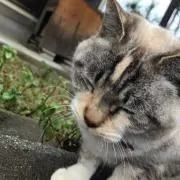 momoの画像