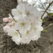 mimiの画像