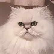 Paruの画像