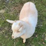 おから