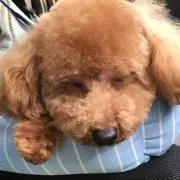 ノア