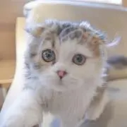 ココアの画像