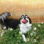 ポチ
