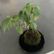 断捨離中