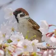 かおり