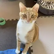 うさうさの画像