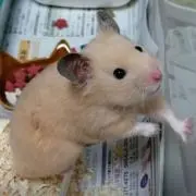 こはくの画像