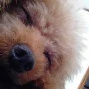 ミニマリ