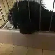 はるな