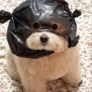 わんわん系彼氏の画像