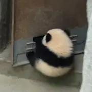 もこもこの画像
