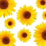 suu_jk