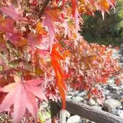 AIの画像