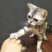 ヨチアキの画像