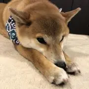 ありんこの画像
