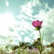さきら＊の画像