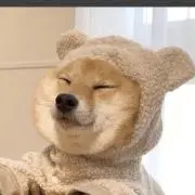 みかんの画像