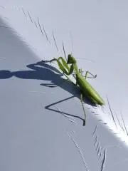 チクワ