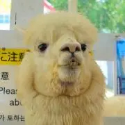 ハリチルさん　★まとめ売りご相談下さい！の画像