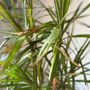 ユウゴ