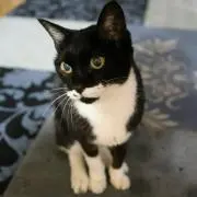 こにくらの画像