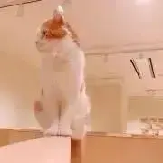 みどりの画像