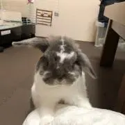 kenkenの画像
